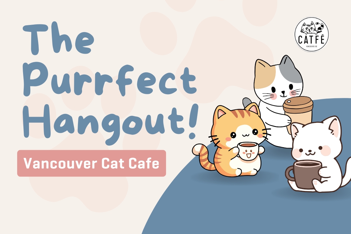 Islamic Relief Canada The Purrfect Hangout at Catfe