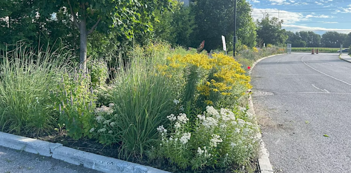 Native Plant Garden Tour at the South Nepean Muslim Centre