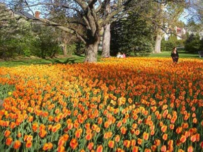 Tulips in bloom at Dow&#039;s Lake.